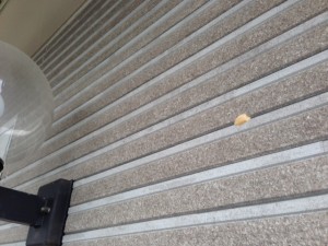 写真 1 (6)